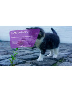 SOLUTECH PRO (86) : Hygiène Animale, Désinfection Chenil et Locaux